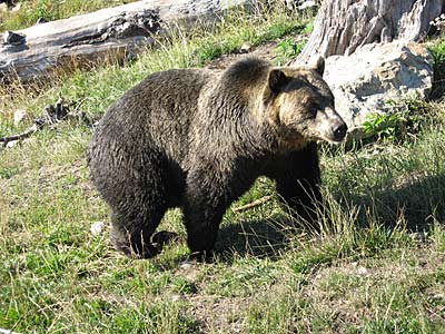 Canada Bear